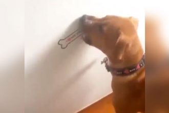 Baixar video Trollando cachorro com osso fake