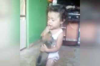 Videos WhatsApp: Carroça Moderna