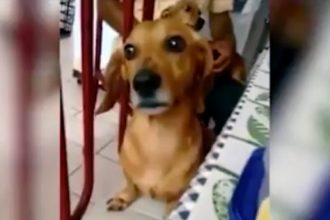 Baixar video Queijo não é pra cachorro