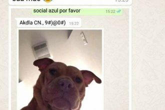 Baixar imagem Respondendo o cachorro no zap