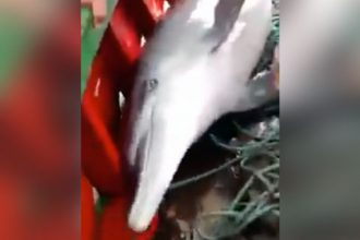Baixar video Salvando o golfinho em alto mar