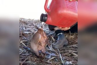 Videos: Transportando a Geladeira