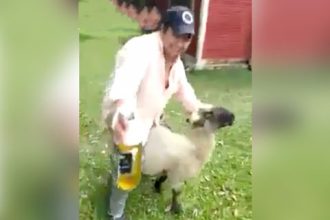 Videos: A vingança da cabra