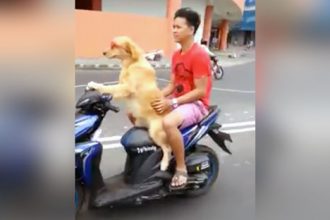 Baixar video Pegando carona com o cachorro