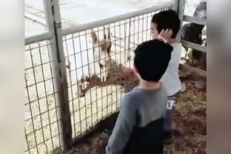 Baixar video Querendo ser um bode