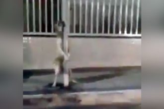 Baixar video Cachorro tarado no poste