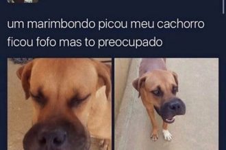 Baixar imagem Marimbondo picou meu cachorro