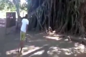 Baixar video O Homem Macaco