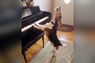 Baixar video Cachorro cantor tocando piano