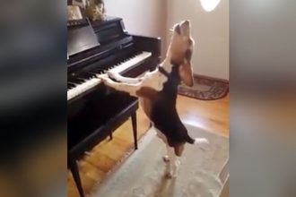 Videos Fofos: O vídeo mais fofo do dia