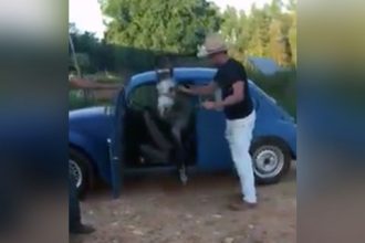 Videos WhatsApp: Fusca com um cavalo dentro