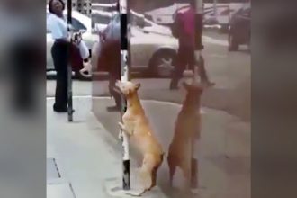 Baixar video Cachorro tarado não perdoa nada