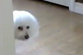 Baixar video Quando vc tem cachorro em casa