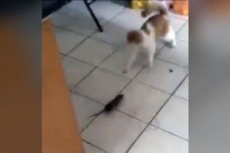 Baixar video Rato Caçando Gato