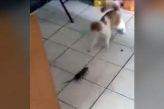 Vídeos Bizarros: Rato Caçando Gato