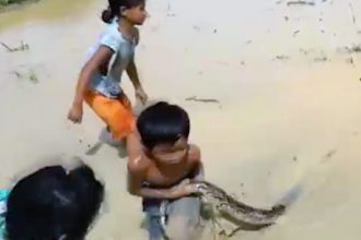 Baixar video Crianças brincando com cobra 🐍