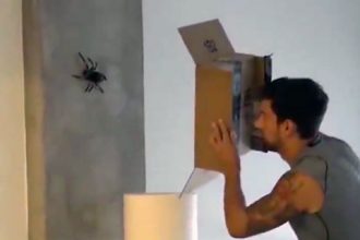 Baixar video Capturando uma aranha gigante