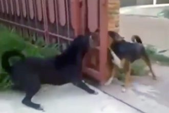 Videos WhatsApp: Um repórter muito louco