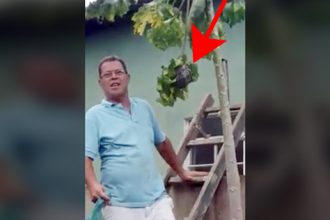Videos WhatsApp: Como tirar casa de marimbondo