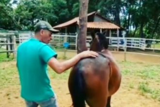 Animais: Aquele amigo arruaceiro