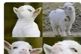 Baixar imagem Quando eu to certo