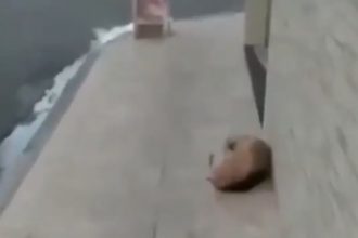 Videos Engraçados: O sabadão tem dessas