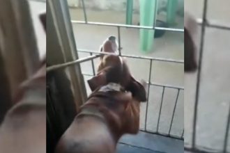 Baixar video Cachorro cheio dos truques