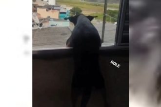 Baixar video Vigiando a cachorrada