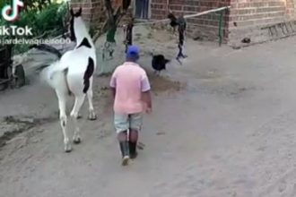 Videos: O coice no burro