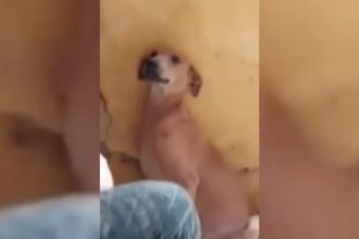 Videos Engraçados: Sem tempo ruim, irmão