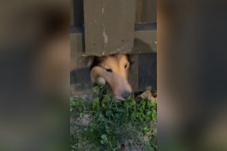 Animais: Bicicleta pro lanche da tarde