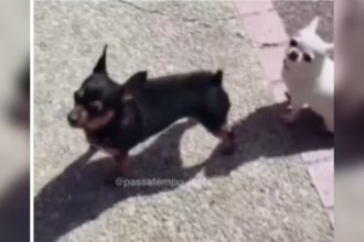 Baixar video Cachorro poliglota é outro nível