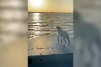 Baixar video Cãozinho caga na lancha ao pôr do sol