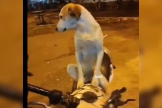Animais: Segurança sempre em primeiro lugar