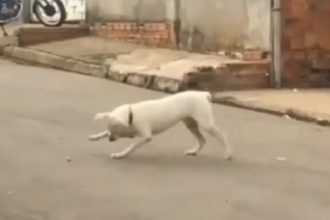 Animais: Segurança sempre em primeiro lugar
