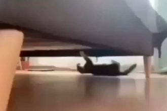 Baixar video Gatinho possuído embaixo da cama