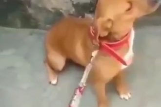 Baixar video Cachorrinha ressentida não quer passear