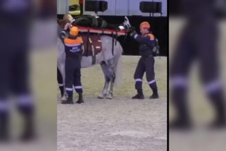 Baixar video Uma ambulância que deu errado