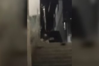 Animais: Cachorro que da prejuízo