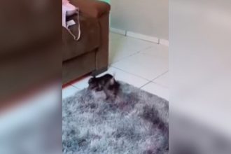 Animais: A tartaruguinha pensou que ia jantar