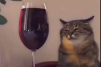 Animais: A tartaruguinha pensou que ia jantar