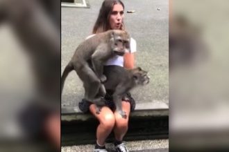 Animais: Cachorro simpático e manso