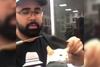 Animais: Qual é o lance do papagaio?