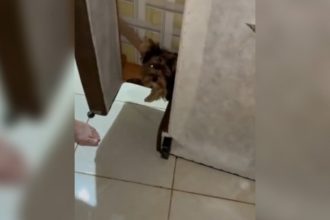 Baixar video Cachorro que da prejuízo