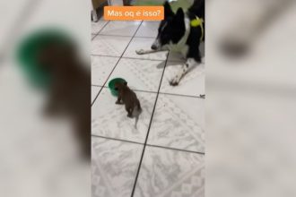 Animais: Cachorro simpático e manso