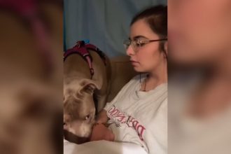 Animais: Cachorro simpático e manso