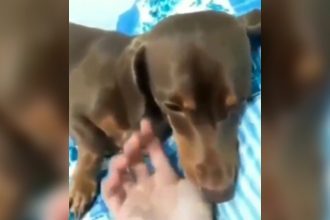 Animais: Cachorro que da prejuízo