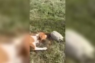 Animais: Cachorro simpático e manso