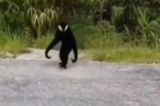 Baixar video O macaco venom existe