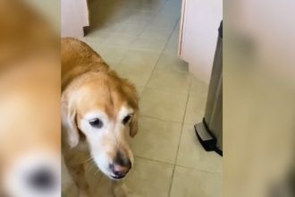 Animais: Qual é o lance do papagaio?